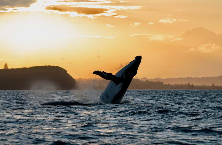 Byron Bay: Whale Watching Cruise with a Marine Biologist - Starting at Lance Ferris Wharf in Ballina