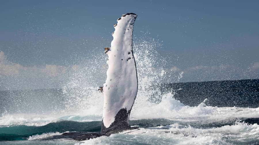 Byron Bay Whale Watching with Marine Biologist - Key points to know before booking