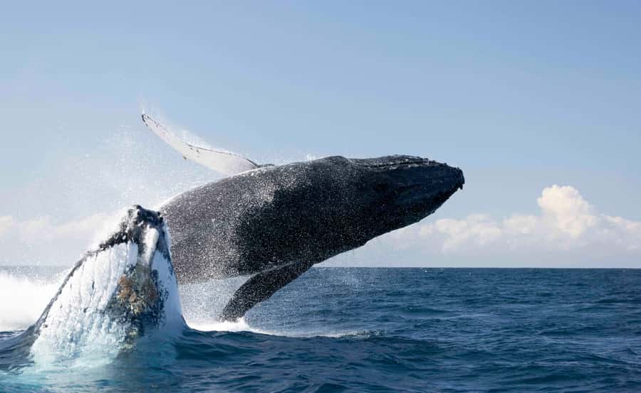 Byron Bay Whale Watching with Marine Biologist - Setting out from Brunswick Heads on the Wardjam