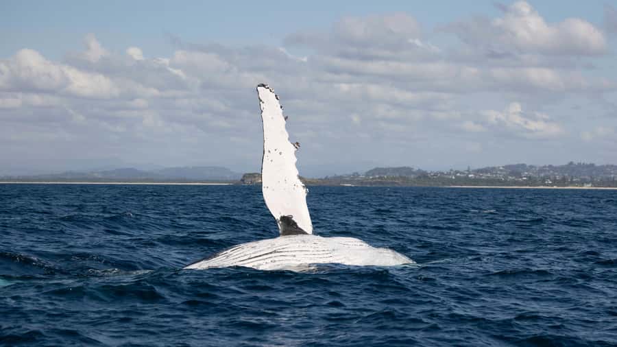 Byron Bay Whale Watching with Marine Biologist - Watching humpbacks at close range