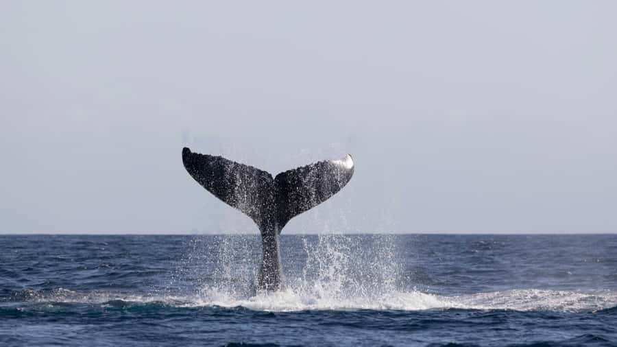 Byron Bay Whale Watching with Marine Biologist - Hearing whale song through the hydrophone