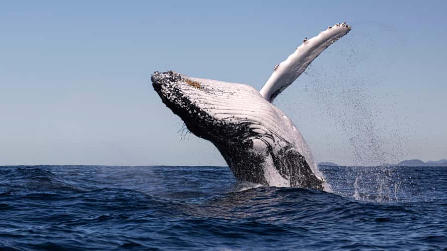 Byron Bay Whale Watching with Marine Biologist - Keeping watch for dolphins, turtles, and birds
