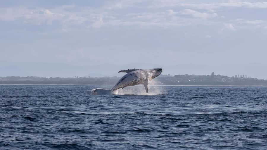 Byron Bay Whale Watching with Marine Biologist - What the 12-person format means for comfort