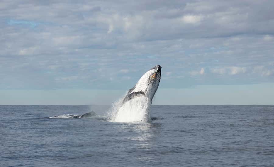 Byron Bay Whale Watching with Marine Biologist - Is $91 good value?