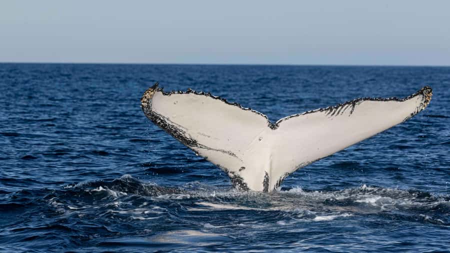 Byron Bay Whale Watching with Marine Biologist - Choosing the right departure time