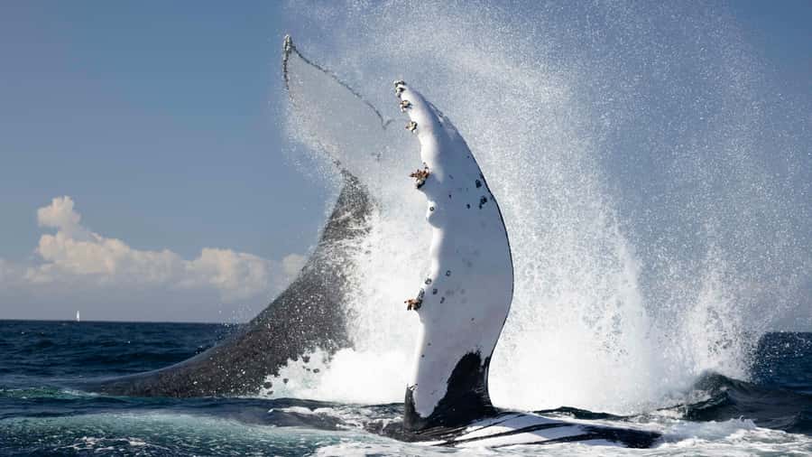 Byron Bay Whale Watching with Marine Biologist - Cruising from Brunswick Heads toward Byron Bay