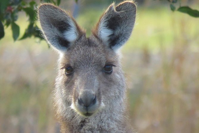 Byron Bay Wildlife Safari - Three Byron Bay habitats in seven hours