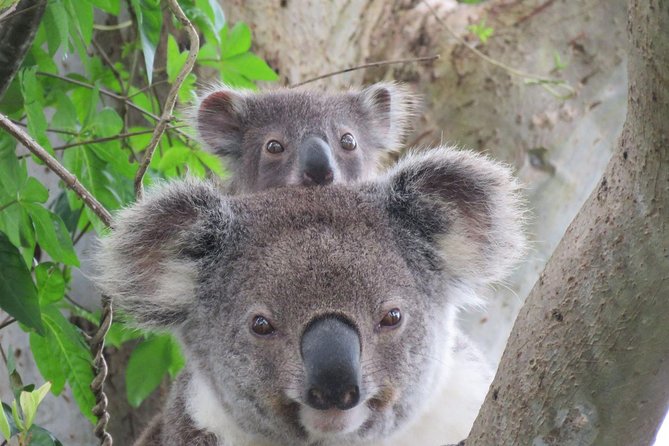 Byron Bay Wildlife Safari - Eucalyptus forest: finding koalas in the trees
