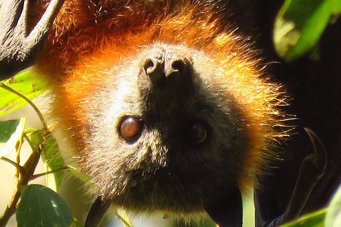 Byron Bay Wildlife Safari - Grassland: kangaroos, wallabies, and open views