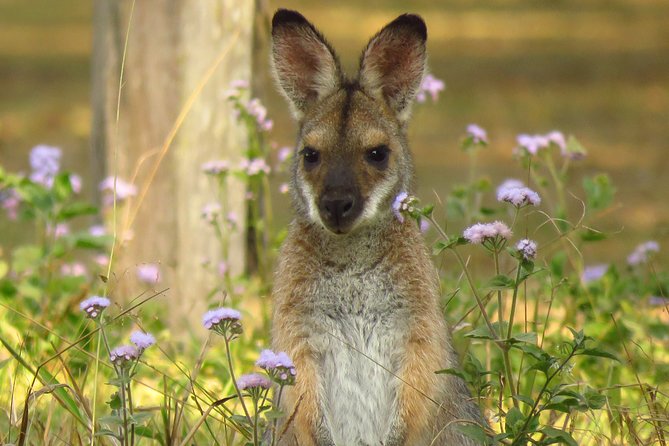 Byron Bay Wildlife Safari - What the morning pickup adds