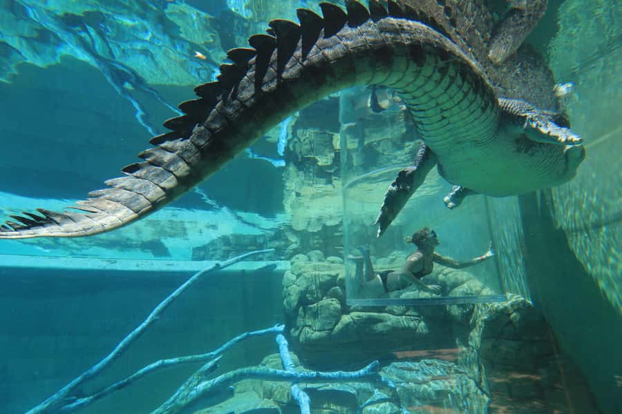 "Cage Of Death" Crocodile Swim and Entry to Crocosaurus Cove - Why the Cage of Death feels so intense