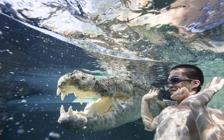"Cage Of Death" Crocodile Swim and Entry to Crocosaurus Cove - Lowering into the enclosure