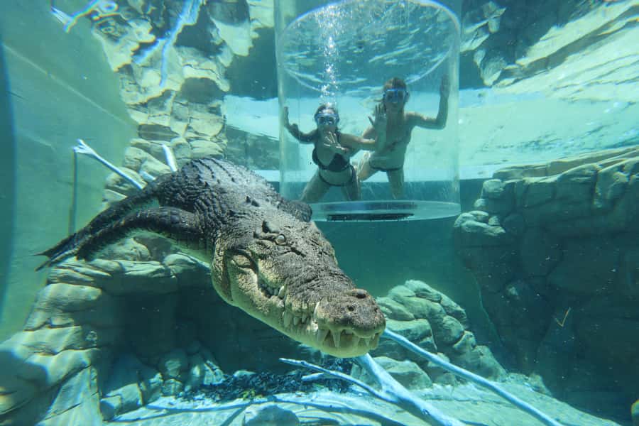 "Cage Of Death" Crocodile Swim and Entry to Crocosaurus Cove - Fifteen minutes beside a living crocodile