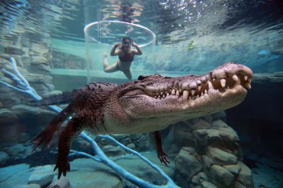 "Cage Of Death" Crocodile Swim and Entry to Crocosaurus Cove - The photography is part of the decision
