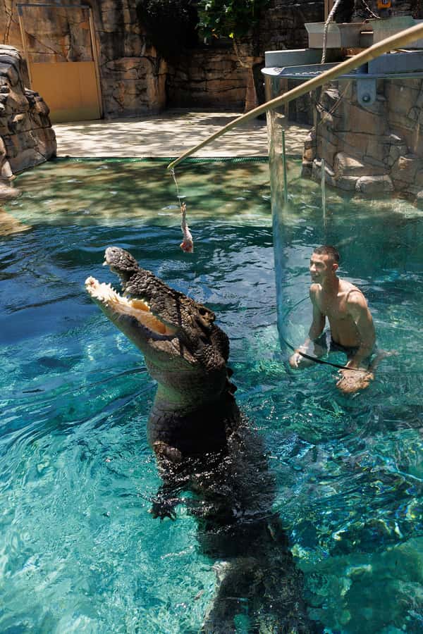 "Cage Of Death" Crocodile Swim and Entry to Crocosaurus Cove - What the all-day Crocosaurus Cove ticket adds