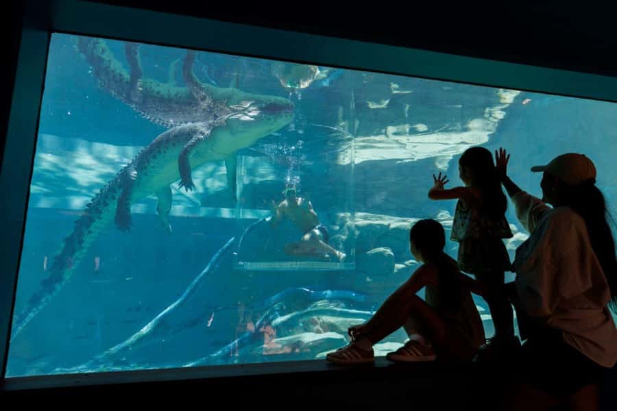 "Cage Of Death" Crocodile Swim and Entry to Crocosaurus Cove - Is $208 good value for 15 minutes?