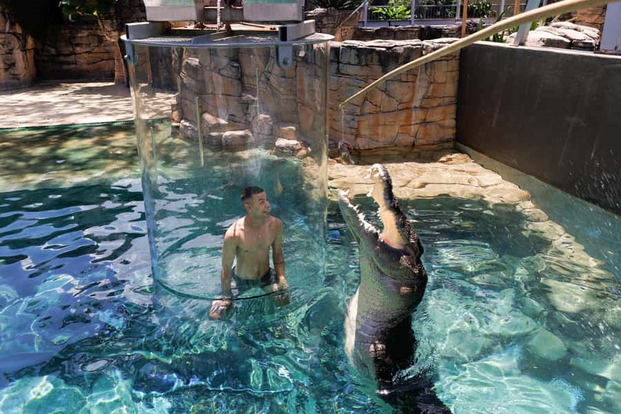 "Cage Of Death" Crocodile Swim and Entry to Crocosaurus Cove - Who should book this experience?