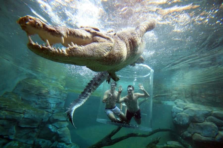 "Cage Of Death" Crocodile Swim and Entry to Crocosaurus Cove - The 30-minute briefing is more useful than filler
