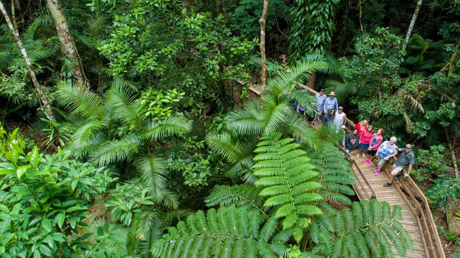 Cairns: 2-Day Great Barrier Reef & Daintree Rainforest Tour - Lunch, freshwater, and Cape Tribulation