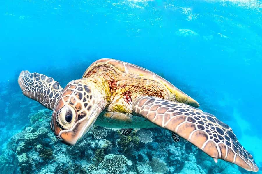 Cairns: 2-Day Great Barrier Reef & Daintree Rainforest Tour - What the reef day does well, and where it can be hard