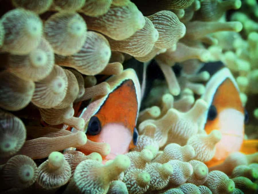 Cairns: 2-Day Great Barrier Reef Dive and Snorkel Boat Trip - Who will enjoy Coral Sea Dreaming most