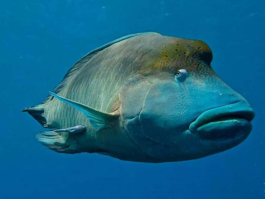 Cairns: 2-Day Great Barrier Reef Dive and Snorkel Boat Trip - Coral, turtles, sharks, and changing reef sites