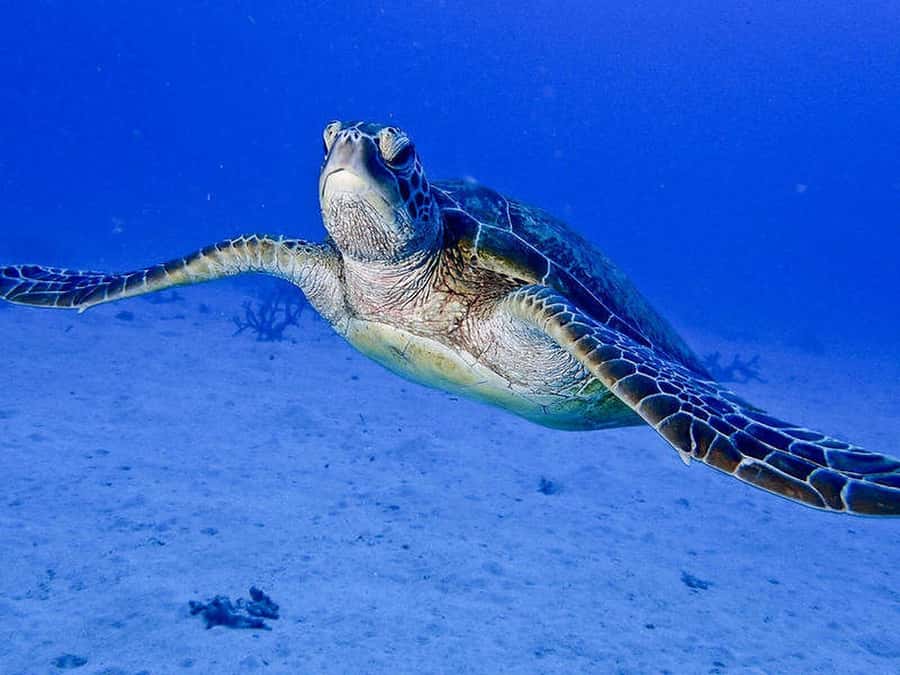 Cairns: 2-Day Great Barrier Reef Dive and Snorkel Boat Trip - Food, sleeping, and life between water sessions