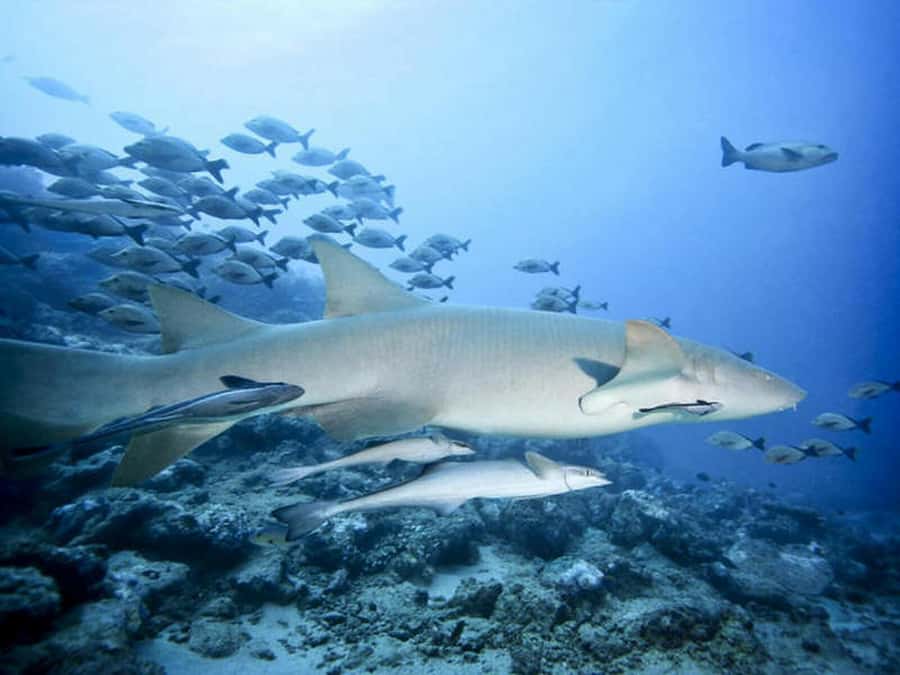 Cairns: 2-Day Great Barrier Reef Dive and Snorkel Boat Trip - What the $466 price really covers