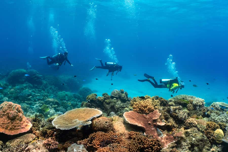 Cairns: 4-Day PADI Open Water Course - Transfers, timing, and the practical rhythm of the course