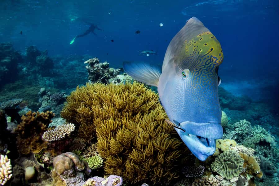 Cairns: All-Inclusive Great Barrier Reef Half-Day Snorkeling - Who gets the best value from this $140 outing