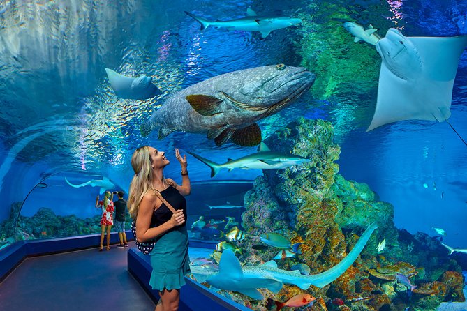 Cairns Aquarium Admission Ticket - A practical introduction to Cairns’ reef and rainforest