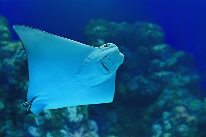 Cairns Aquarium Admission Ticket - The deep reef tank shows what snorkeling leaves out