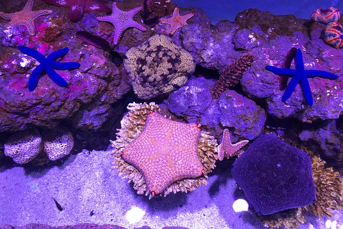 Cairns Aquarium Admission Ticket - Touch tanks bring children closer to marine life