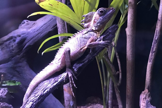 Cairns Aquarium Admission Ticket - Sharks, rays, and conservation talks add substance