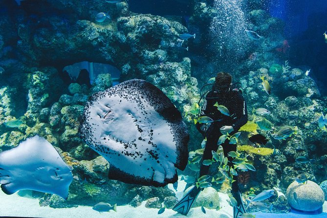 Cairns Aquarium Admission Ticket - The turtle hospital is a special add-on