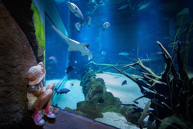 Cairns Aquarium Admission Ticket - Plan on 1.5 hours or a full three hours