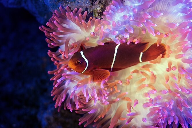 Cairns Aquarium by Twilight Tour - How the two-hour guided route works