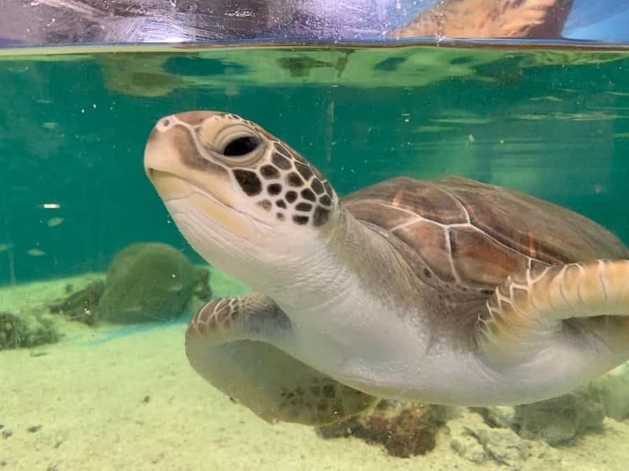 Cairns: Aquarium Entry Ticket and Turtle Rehabilitation Tour - Key points to know before you go