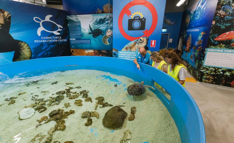 Cairns: Aquarium Entry Ticket and Turtle Rehabilitation Tour - Why the turtle hospital is the heart of the day