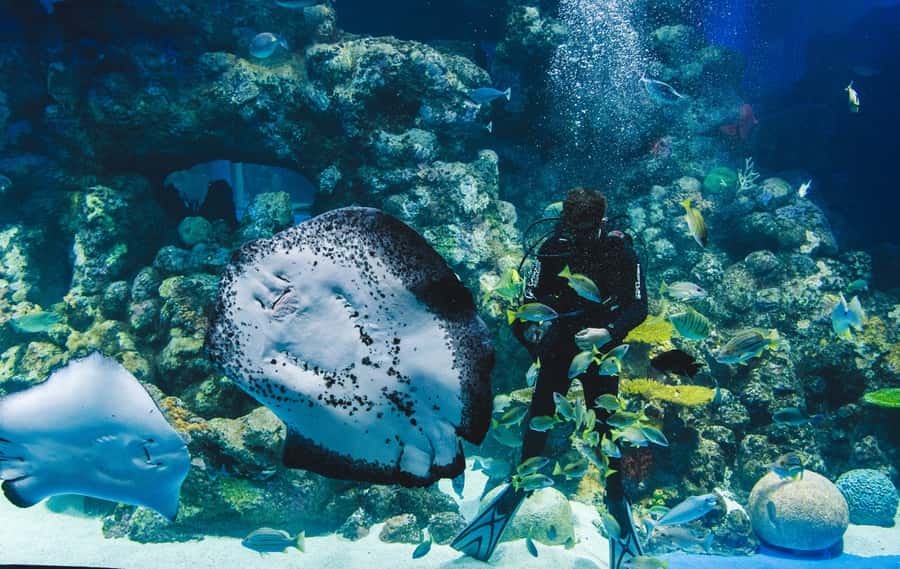 Cairns Aquarium General Admission Ticket - Key points to know before you go
