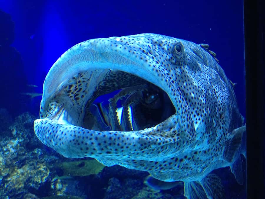 Cairns Aquarium General Admission Ticket - Location, access, and a simple day plan