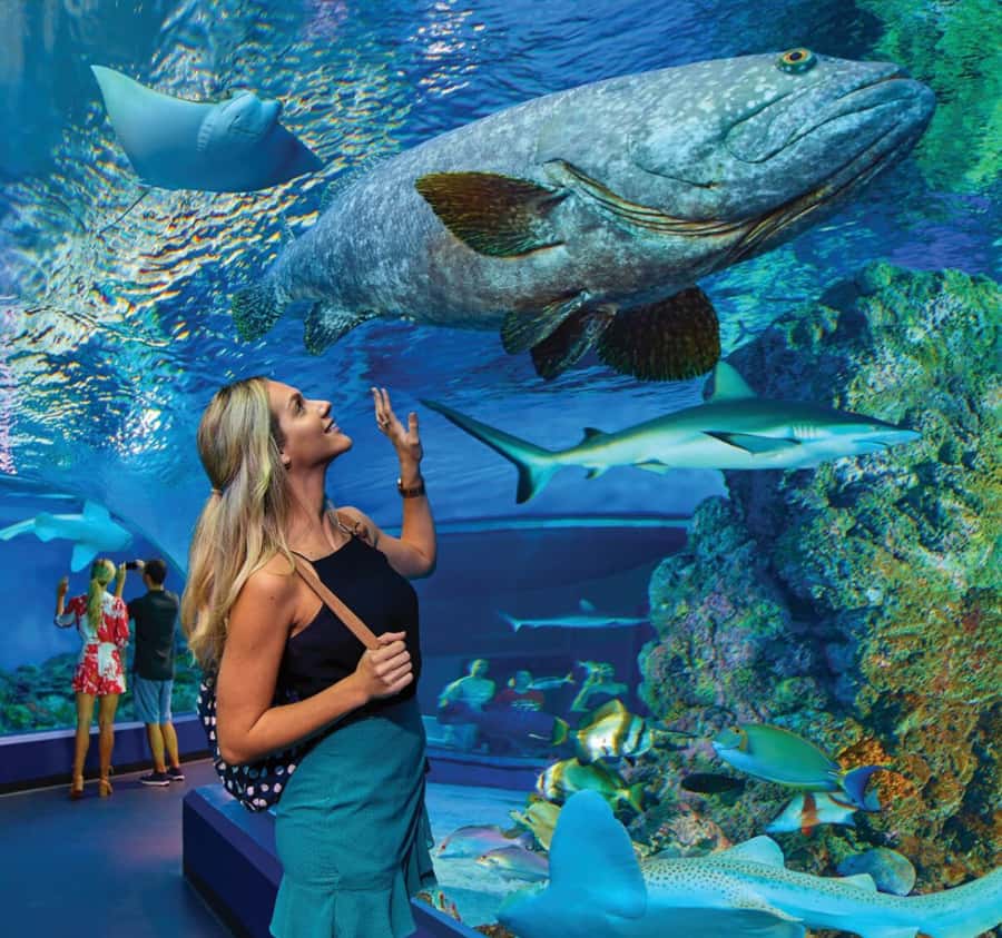 Cairns Aquarium General Admission Ticket - From ancient rainforest to the Great Barrier Reef