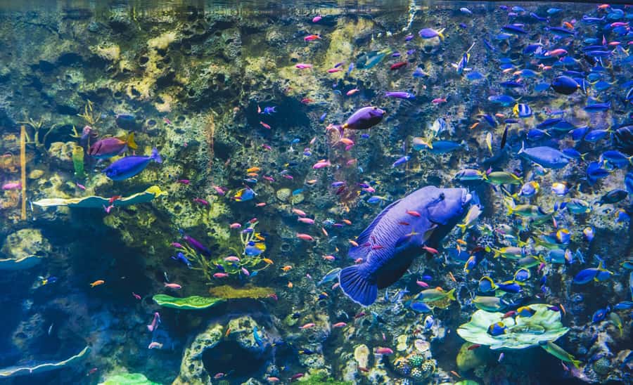Cairns Aquarium General Admission Ticket - Four included talks that give the visit shape