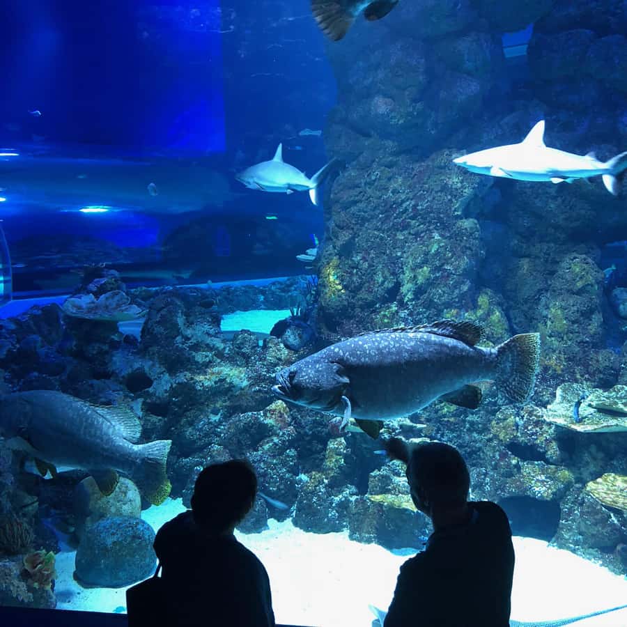 Cairns Aquarium General Admission Ticket - Touch tanks, animal encounters, and reading time