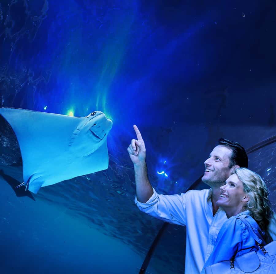 Cairns: Aquarium Guided Twilight Tour with 3-Course Dinner - Why the Cairns Aquarium feels different after sunset