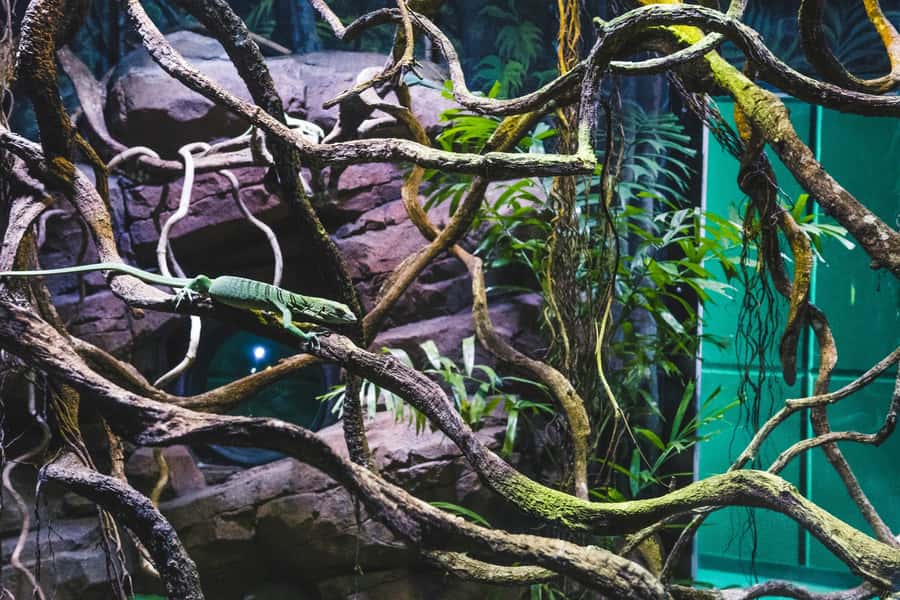 Cairns: Aquarium Guided Twilight Tour with 3-Course Dinner - From rainforest shadows to reef lagoons
