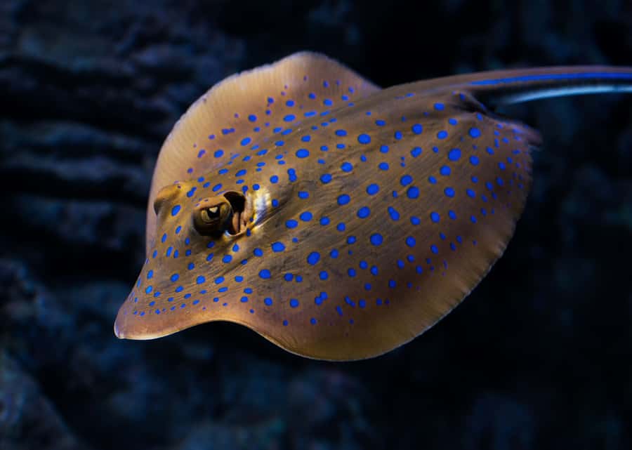 Cairns: Aquarium Guided Twilight Tour with 3-Course Dinner - Meeting sharks, rays, groupers, and other predators
