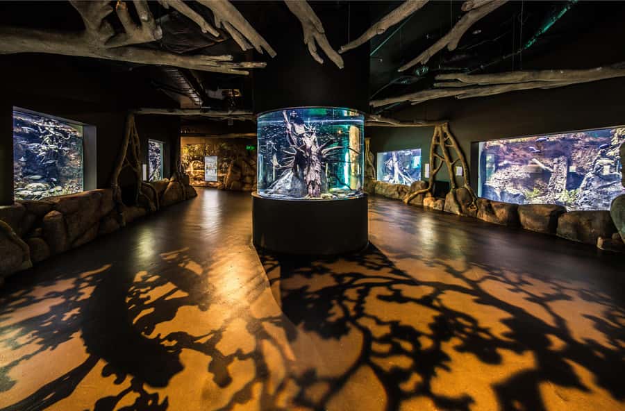 Cairns: Aquarium Guided Twilight Tour with 3-Course Dinner - Starting at Cairns Aquarium