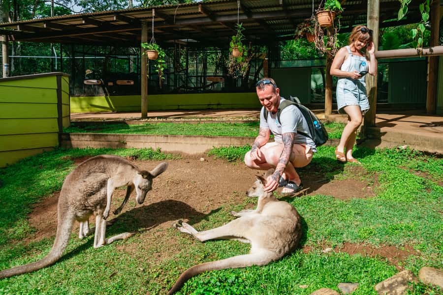 Cairns: Best of the Kuranda Rainforest Full-Day Tour & Lunch - Why this Kuranda tour packs so much into one day