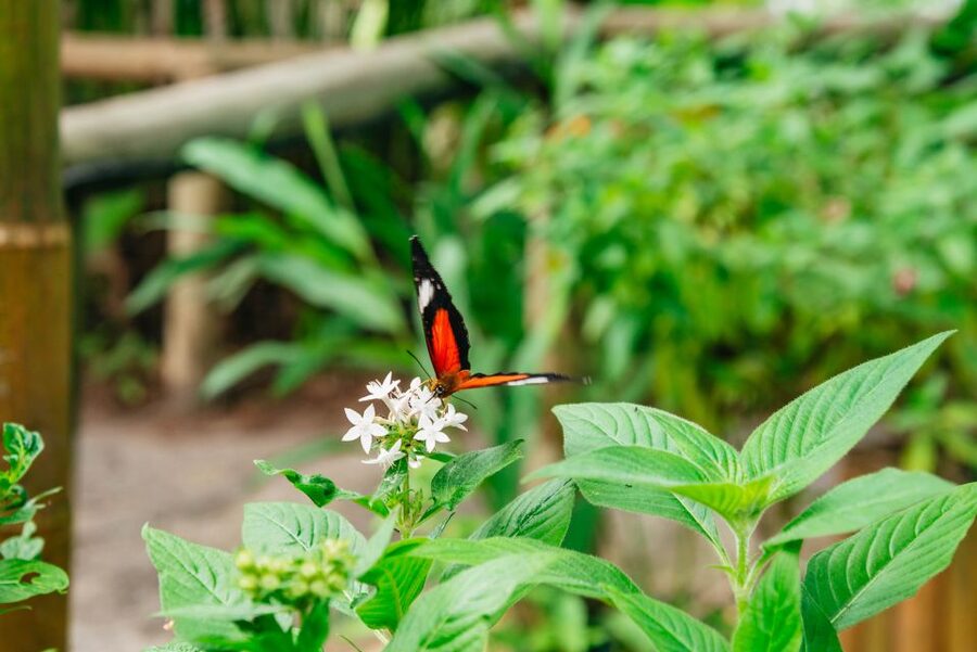 Cairns: Best of the Kuranda Rainforest Full-Day Tour & Lunch - Skyrail gives you the grand finale